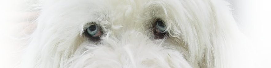 Bellness Bielefeld • Hundesalon Bielefeld 1 bellness bielefeld hundesalon bielefeld