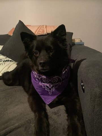 Die Pfötchen-Stube 1 die pfotchen stube