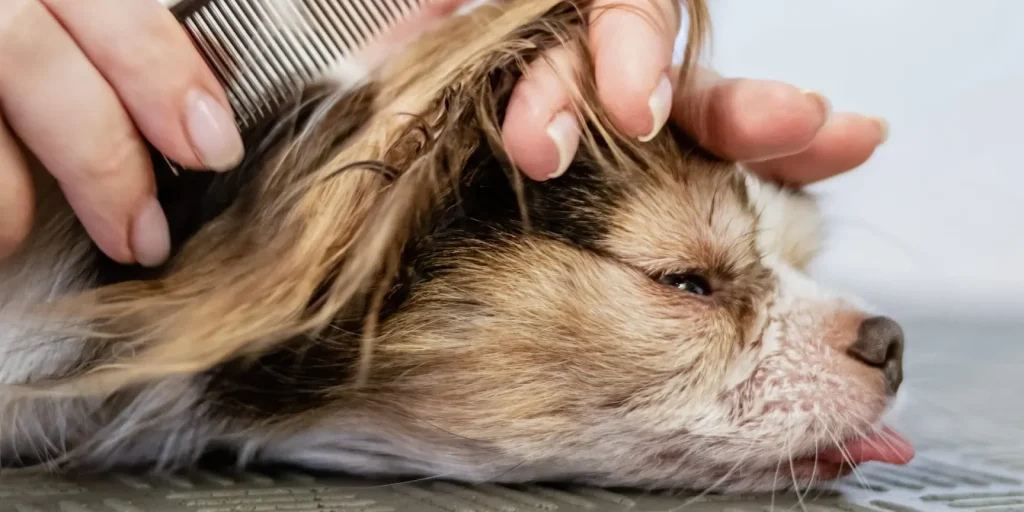 "Dog-Lounge-Jana" Hundesalon- Hundefriseur- Dog Groomer 1 dog lounge jana hundesalon hundefriseur dog groomer