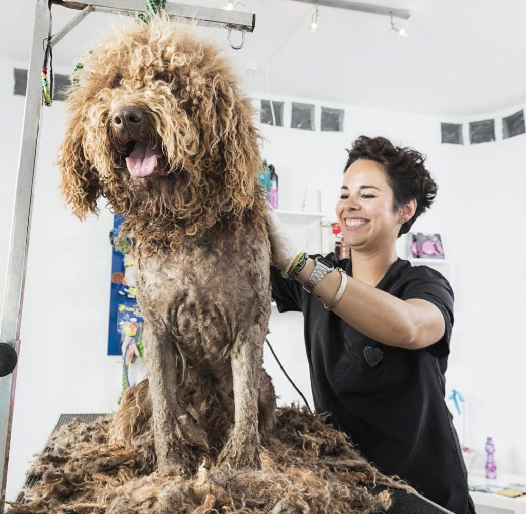 Fell Duell - Hundefriseur 1 fell duell hundefriseur 1