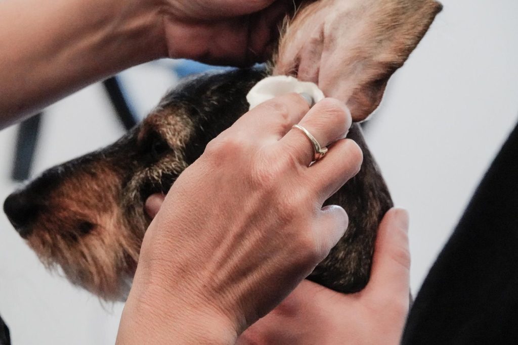 Flotte Pfote - Hunde u. Katzen - Trimmen/Scheren 1 flotte pfote hunde u katzen trimmen scheren