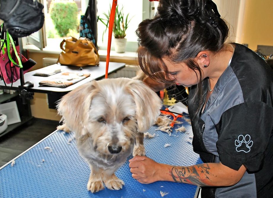 hundefriseur fellschneiderei wismar