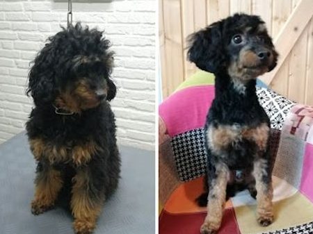 Hundefriseur Happy Fell 1 hundefriseur happy fell