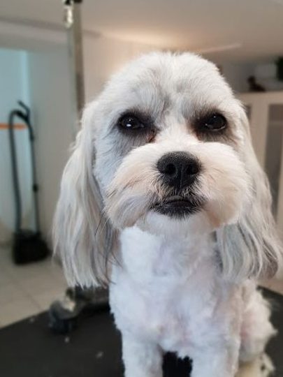 Hundefriseur Momo Nürnberg 1 hundefriseur momo nuernberg