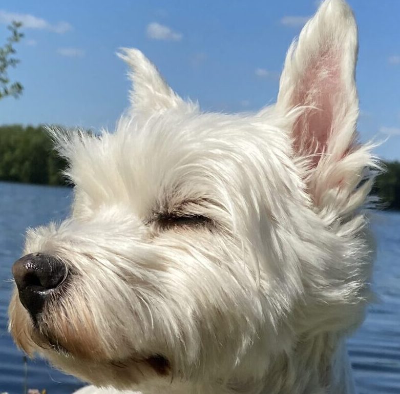 Hundesalon Alisa 1 hundesalon alisa