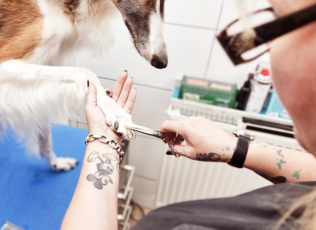 Hundesalon am Stadtpark 1 hundesalon am stadtpark