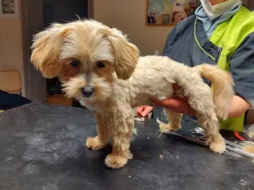 Hundesalon Augsburg – Professionelle Pflege für Ihren Hund 1 hundesalon augsburg professionelle pflege fur ihren hund