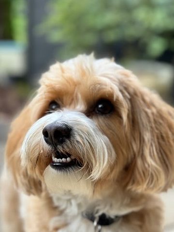 Hundesalon Fell Schätzchen 1 hundesalon fell schaetzchen