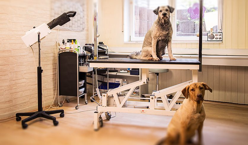 Hundesalon Mannheim: Professionelle Pflege für Ihren Hund 1 hundesalon mannheim professionelle pflege fur ihren hund