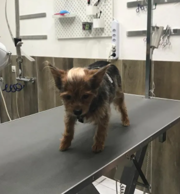 hundesalon nami mit konzept