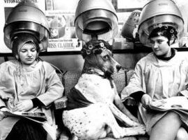 Hundesalon Pfötchenfee 1 hundesalon pfotchenfee