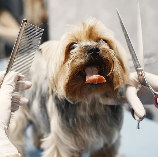 Hundesalon Susanne&Sophie 1 hundesalon susannesophie