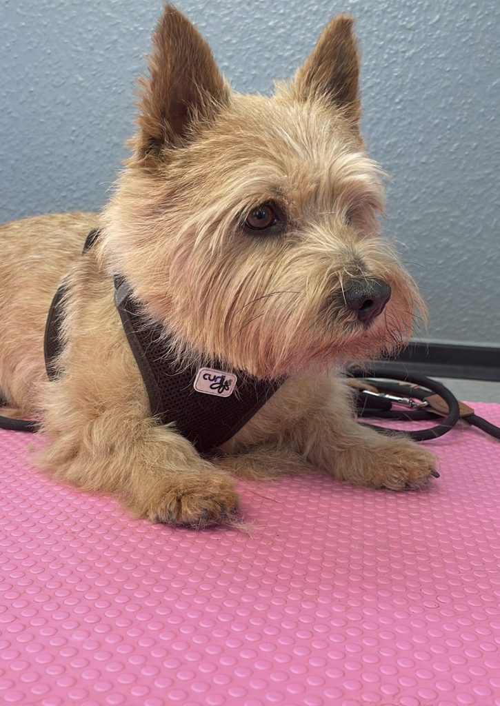 jojos fellparadies hundesalon hundefriseur