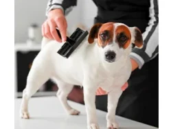 Mariannes Pudelstübchen Pudelsalon 1 mariannes pudelstuebchen pudelsalon