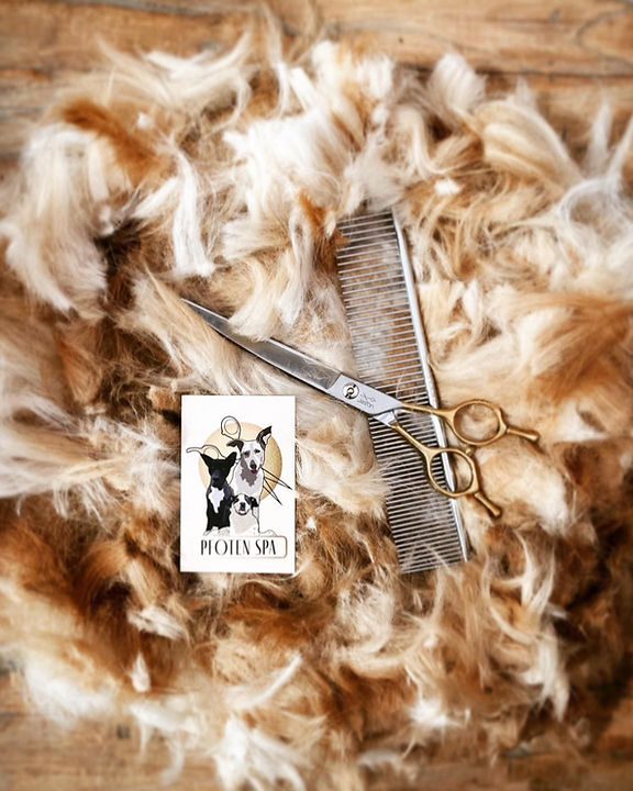 PfotenSpa by Jacky 1 pfotenspa by jacky