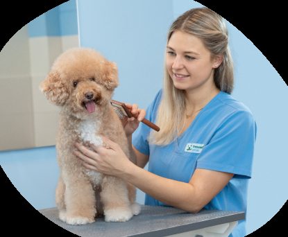 professionelle hundeerziehung pflege im hundesalon bielefeld