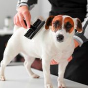 professionelle hundepflege im hundesalon duisburg
