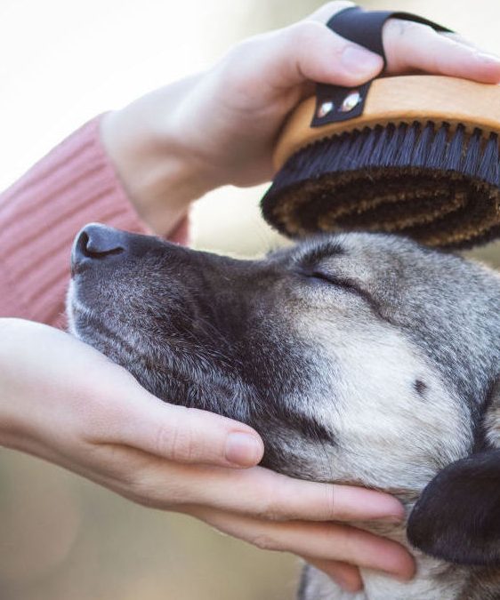 Professioneller Hundesalon in Frankfurt am Main – Pflege & Wohlfühlservice 1 professioneller hundesalon in frankfurt am main pflege wohlfuhlservice