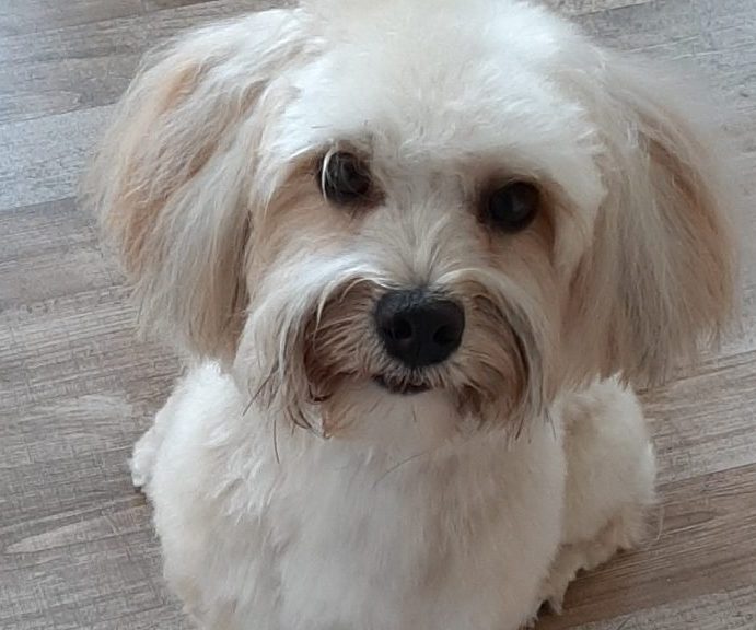 Tinka-Bell Dein Hundefriseur 1 tinka bell dein hundefriseur